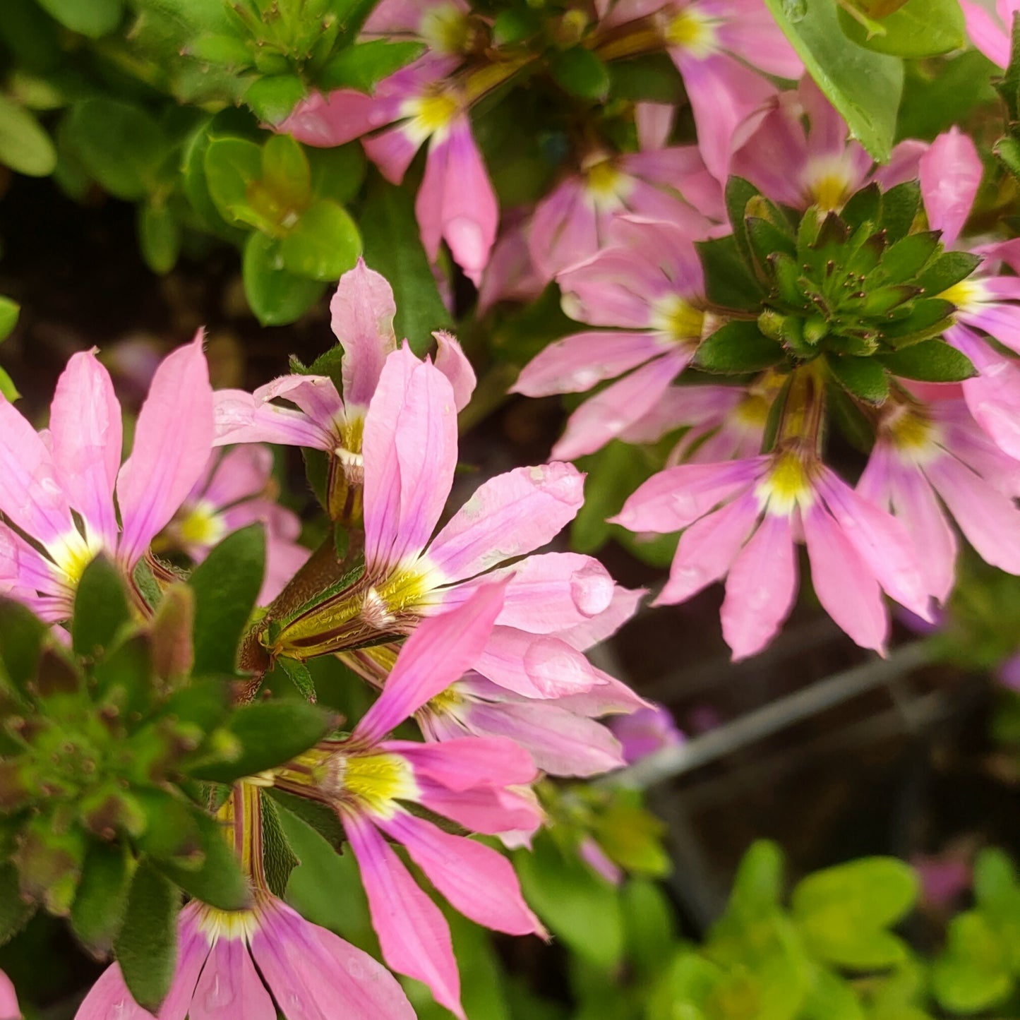 Scaevola Hot Rox 'Fashion Pink'