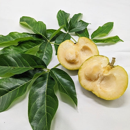 Casimiroa edulis 'Mac's Golden' (White Sapote)