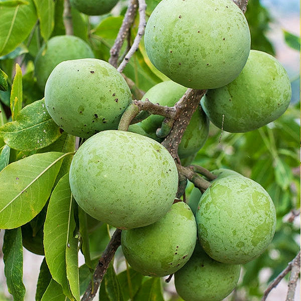 Casimiroa edulis 'Pike' (White Sapote) S007
