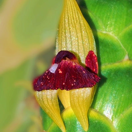 Zingiber officinale (Ginger)