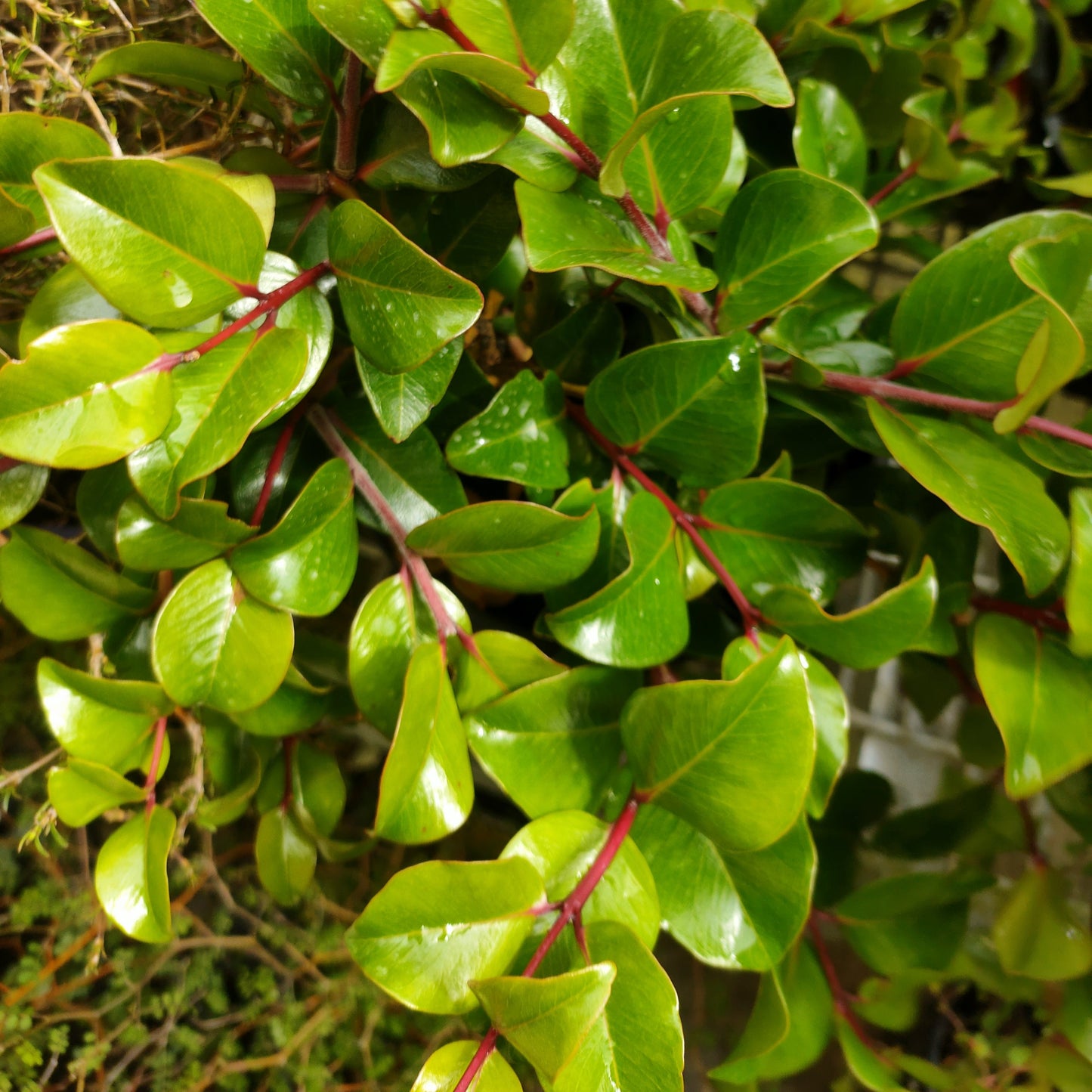 Metrosideros kermadecensis 'Tahitian Embers' (Dwarf Pohutukawa) PVR S001