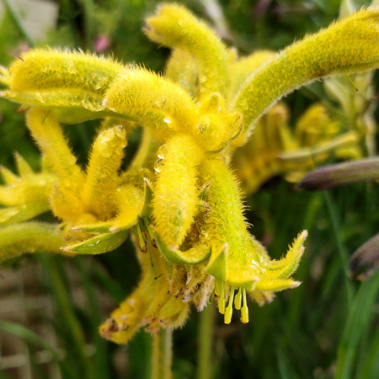 Anigozanthos Bush Gems 'Bush Bonanza' (Kangaroo Paw) Pikirangi
