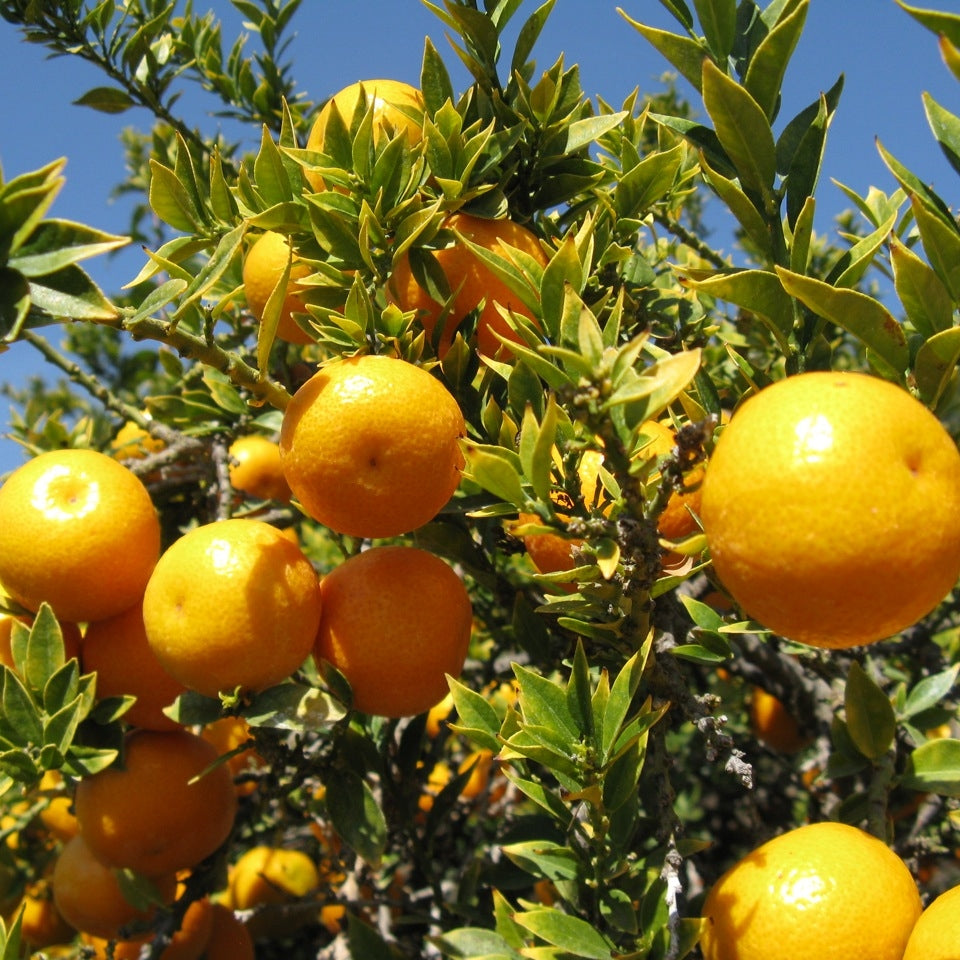 Citrus myrtifolia (Myrtle-leaved Orange, Chinotto) Pikirangi