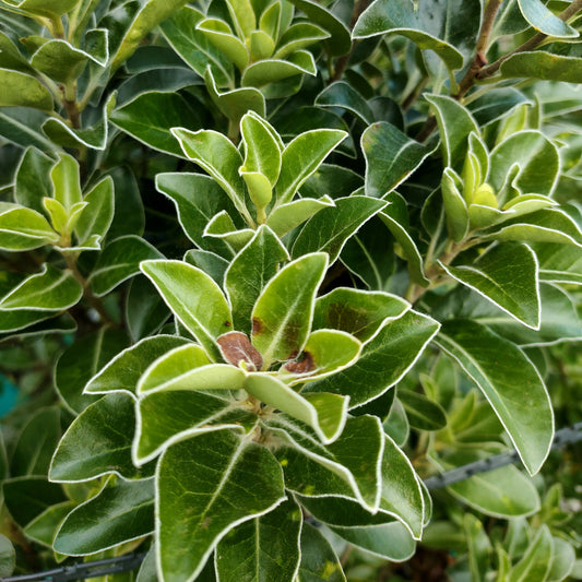 Pittosporum ralphii 'Stephenโs Island'