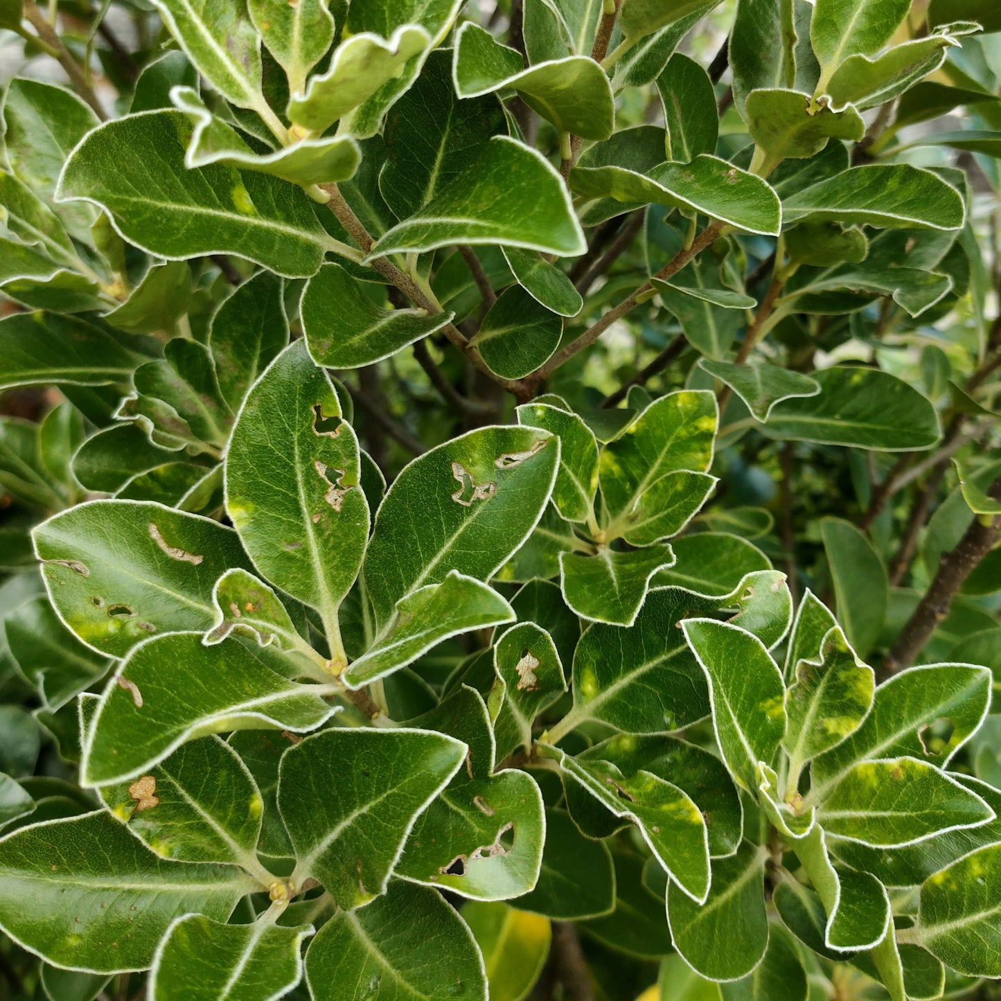 Pittosporum ralphii 'Stephen’s Island' Pikirangi