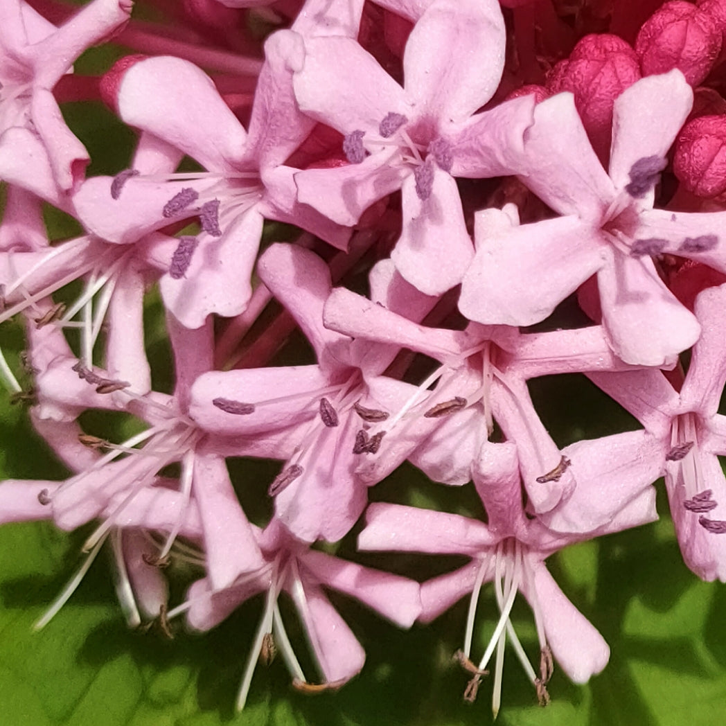 Clerodendrum bungei (Rose Glory Bower) Pikirangi