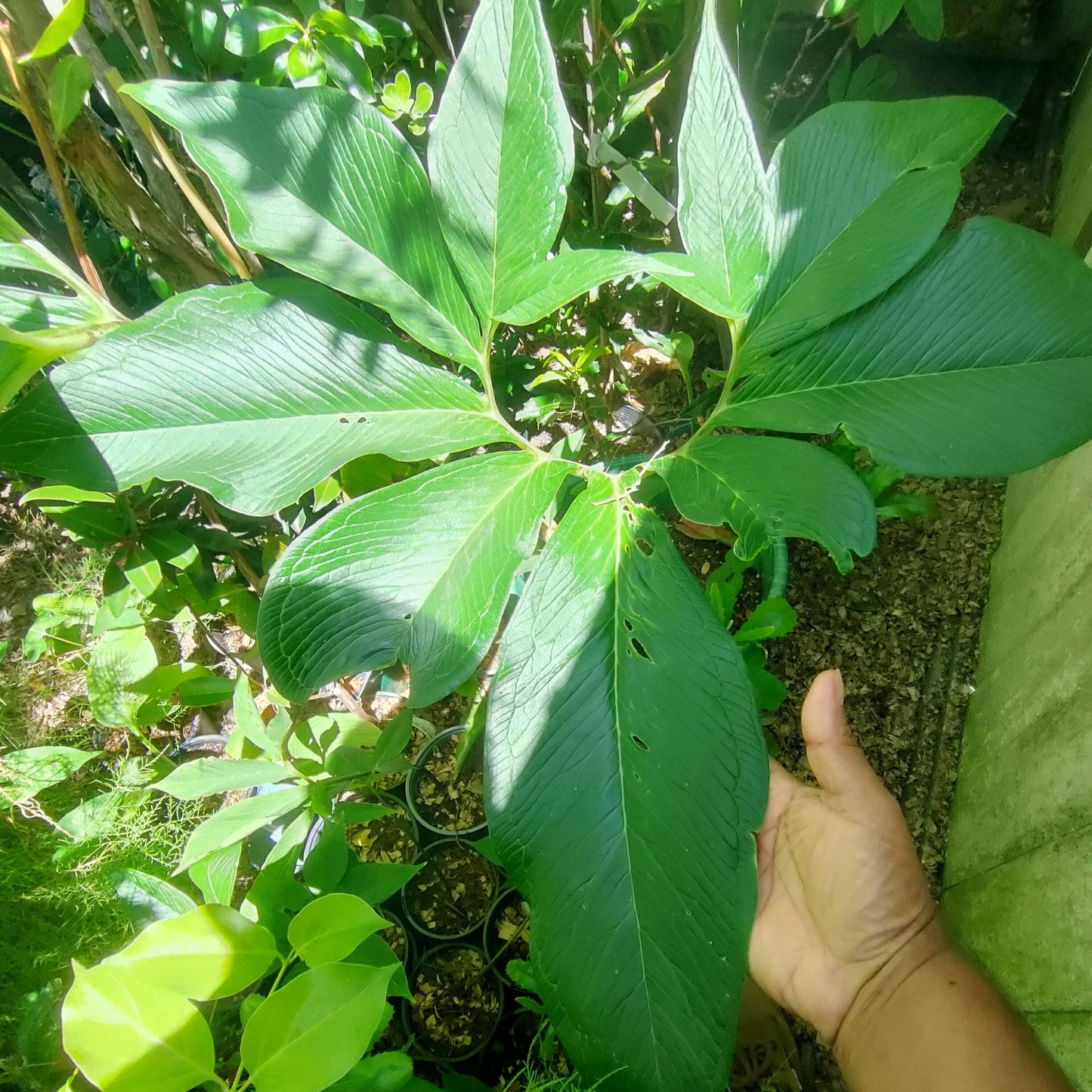 Sauromatum venosum (Voodoo Lily) Pikirangi