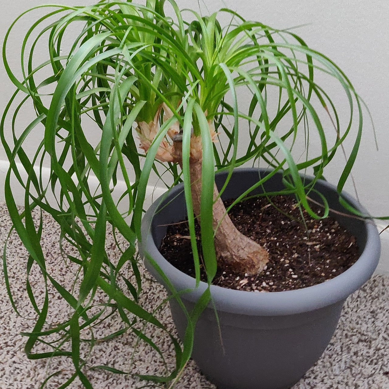 Beaucarnea recurvata (Ponytail Palm) Pikirangi