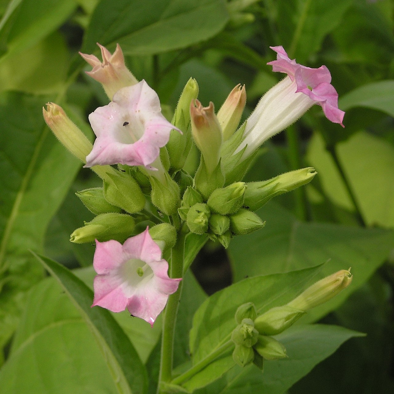 Nicotiana tabacum (Tobacco) Pikirangi