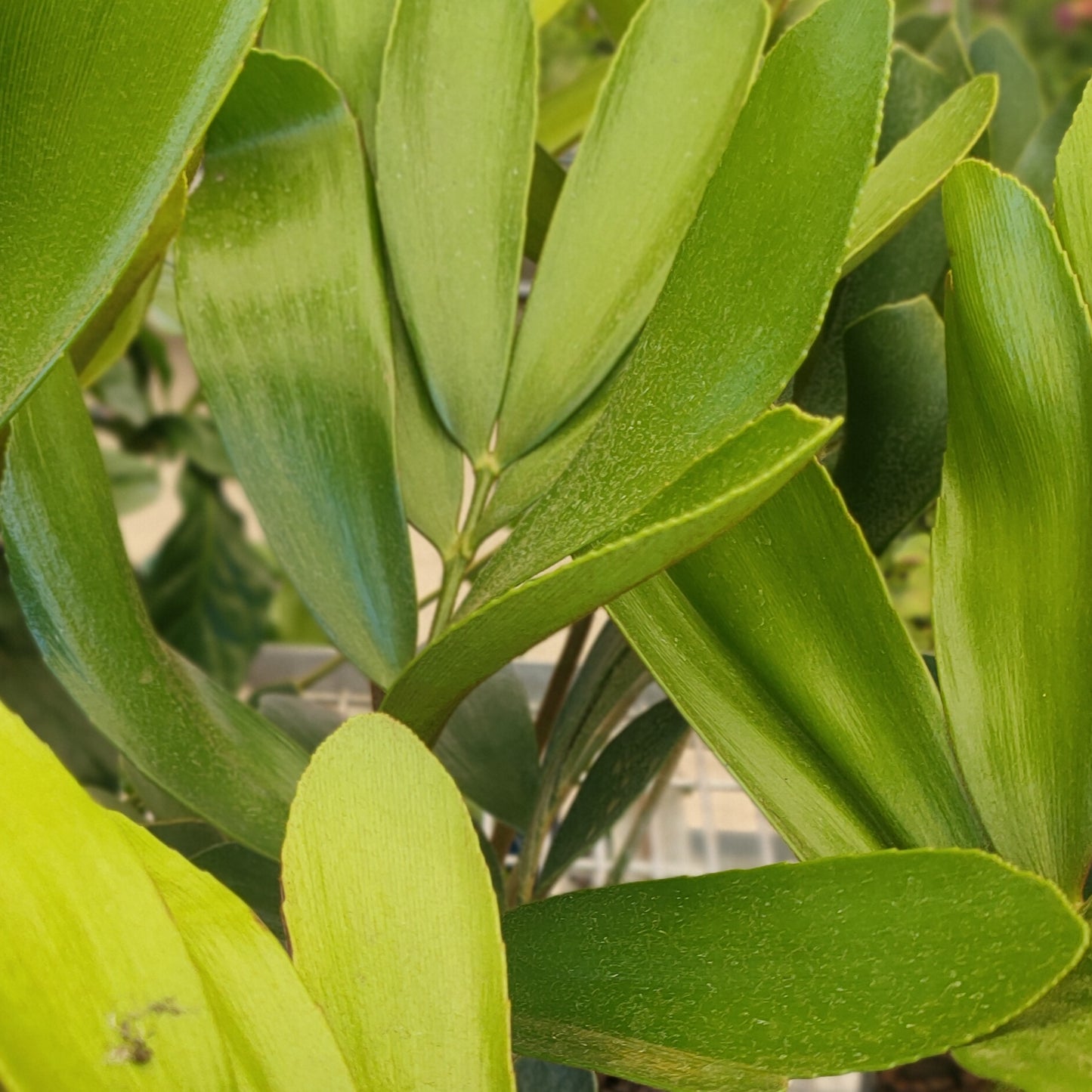 Zamia furfuracea (Cardboard Palm)
