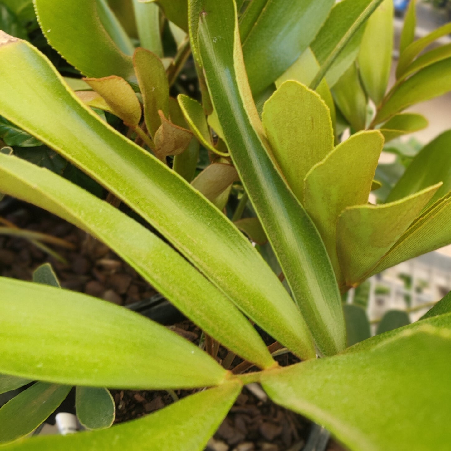 Zamia furfuracea (Cardboard Palm)
