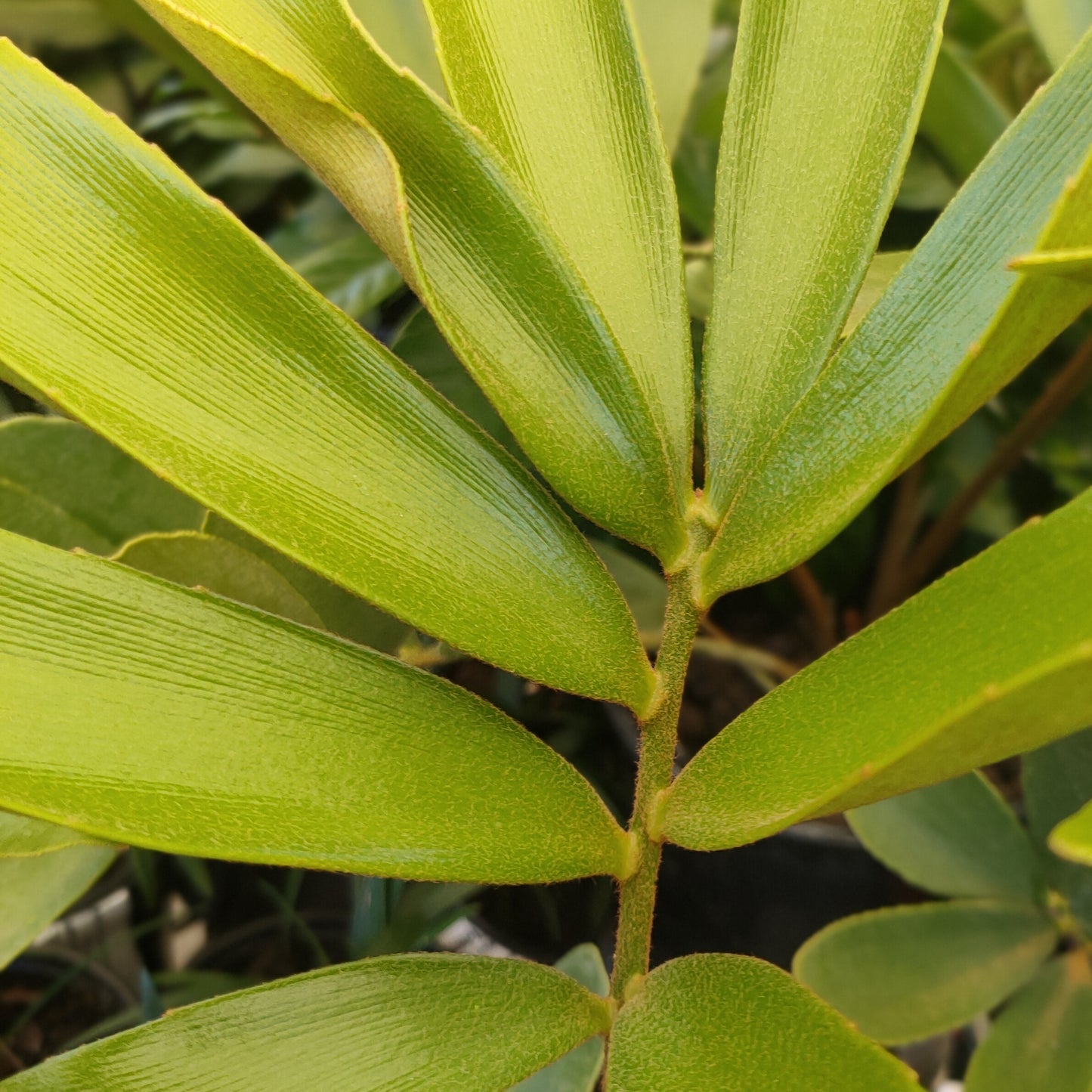 Zamia furfuracea (Cardboard Palm)