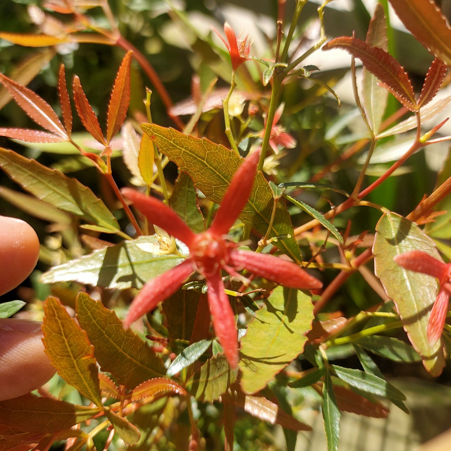 Ceratopetalum gummiferum 'Wildfire' (NSW Christmas Bush) Pikirangi