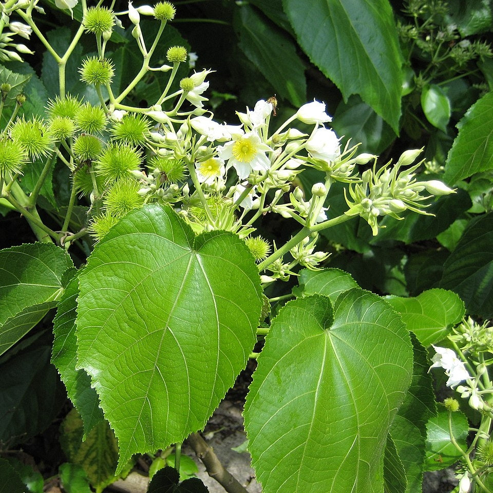 Entelea arborescens (Whau) Pikirangi
