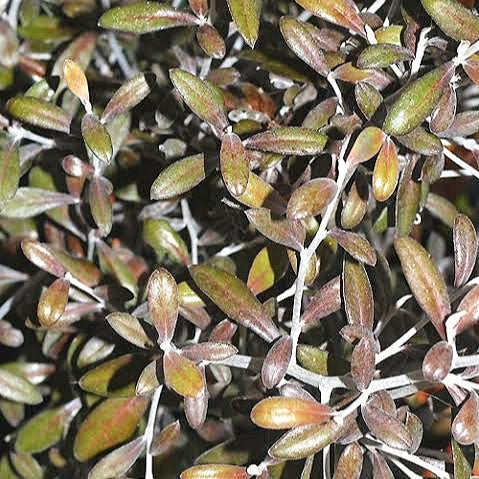Corokia x virgata 'Frosted Chocolate' (Korokio) Pikirangi