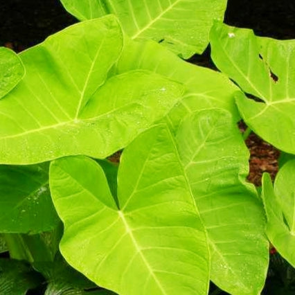 Xanthosoma sagittifolium 'Lime Zinger' (Tannia)
