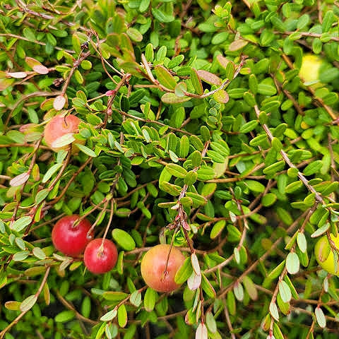 Vaccinium macrocarpon 'Bergman' (Cranberry) Pikirangi