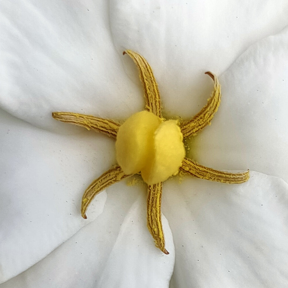 Gardenia jasminoides 'Joy' (Cape Jasmine) PVR