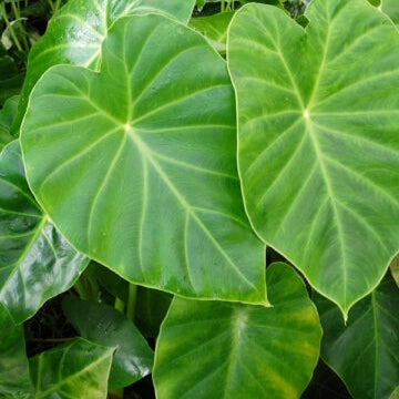 Remusatia vivipara (Hitchhiker Elephant Ear)