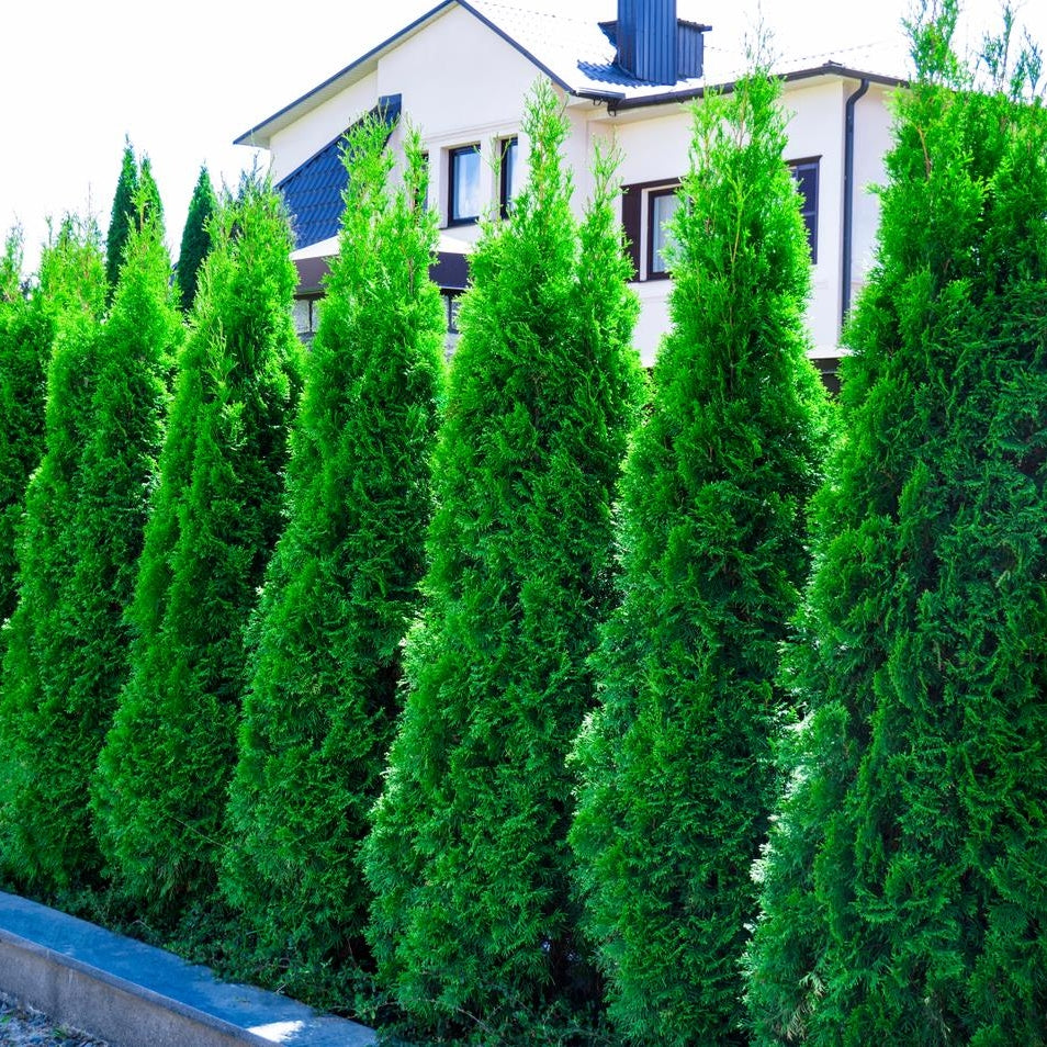 Thuja occidentalis 'Smaragd' (Emerald Cedar) Pikirangi