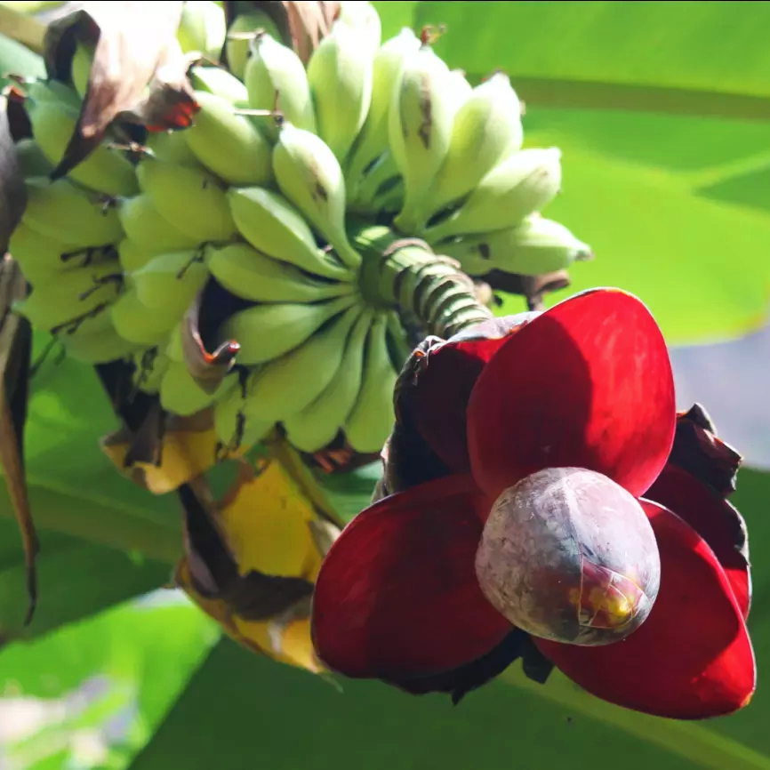 Musa x paradisiaca (Plantain, Cooking Banana)