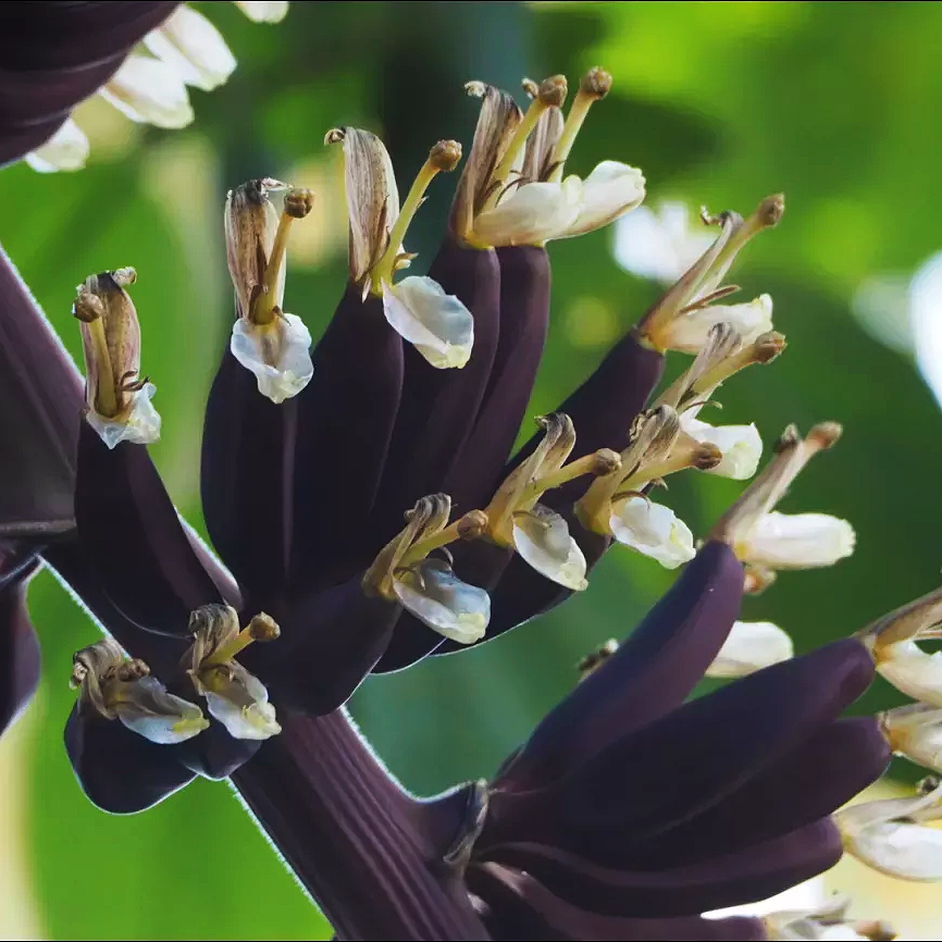 Musa x paradisiaca (Plantain, Cooking Banana)