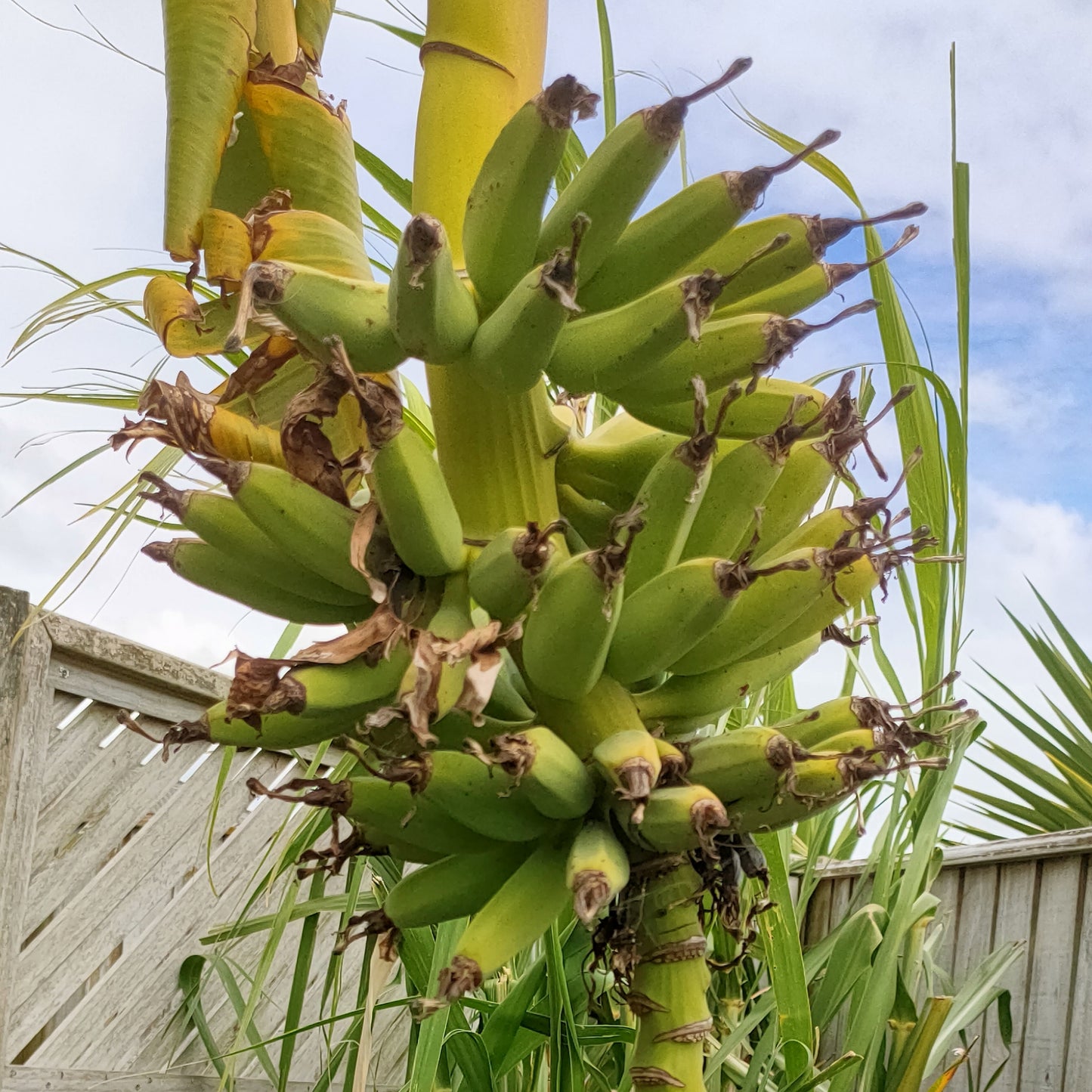 Musa x paradisiaca (Plantain, Cooking Banana)
