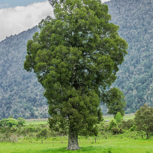 Libocedrus bidwillii (Pฤhautea, New Zealand Cedar)