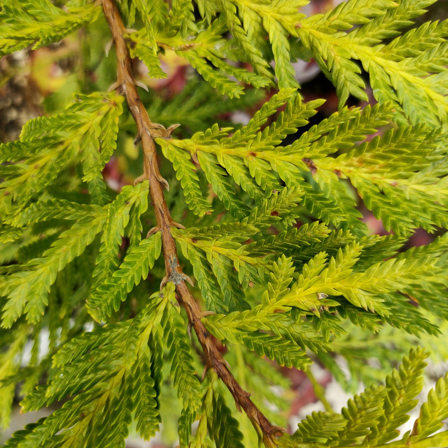 Libocedrus bidwillii (Pāhautea, New Zealand Cedar) Pikirangi