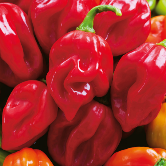 Capsicum chinense (Habanero) Pikirangi