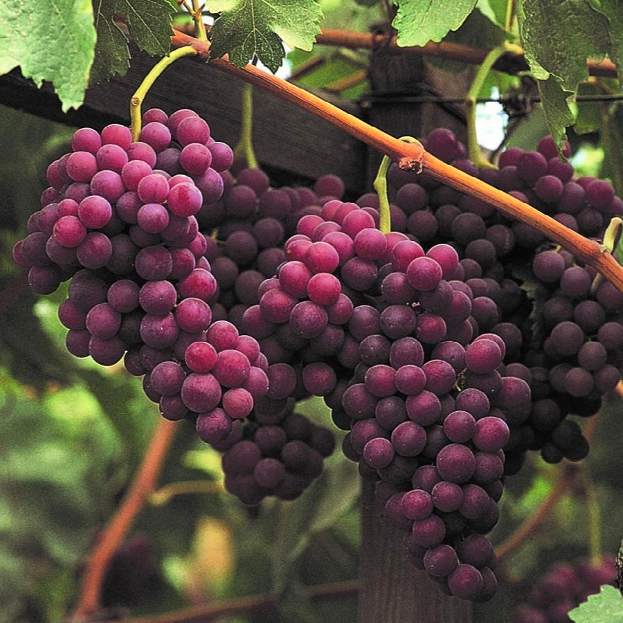 Vitis vinifera ssp. sativa 'Flame Seedless' (Grape) Pikirangi