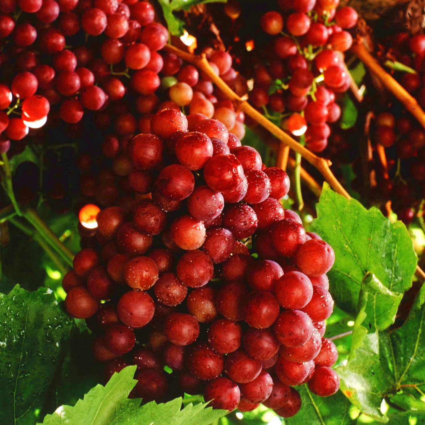 Vitis vinifera ssp. sativa 'Flame Seedless' (Grape)