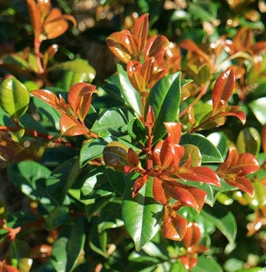 Syzygium australe 'Resilience' (Brush Cherry)