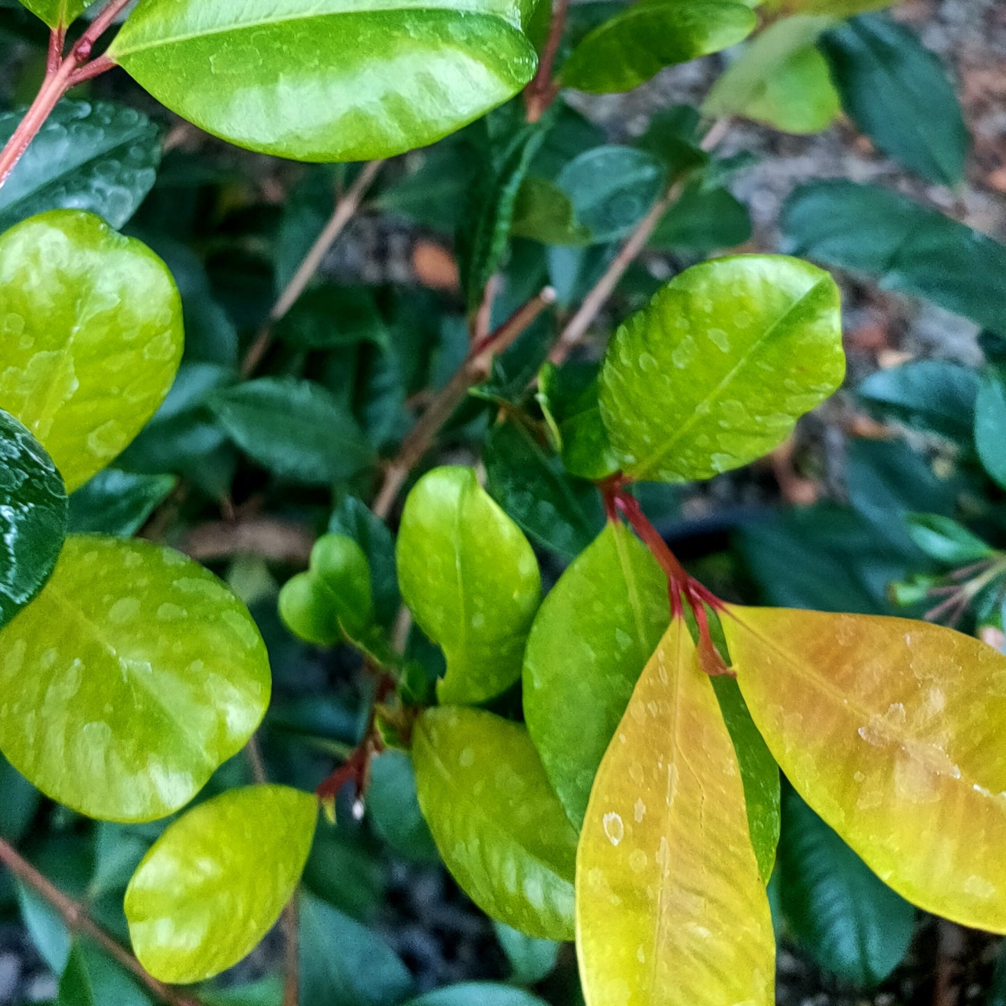 Syzygium australe 'Resilience' (Brush Cherry)
