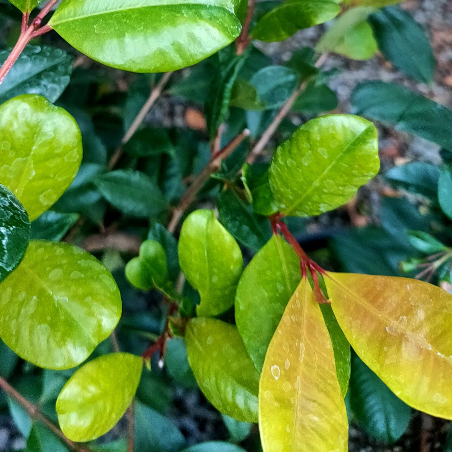 Syzygium australe 'Resilience' (Brush Cherry) Pikirangi