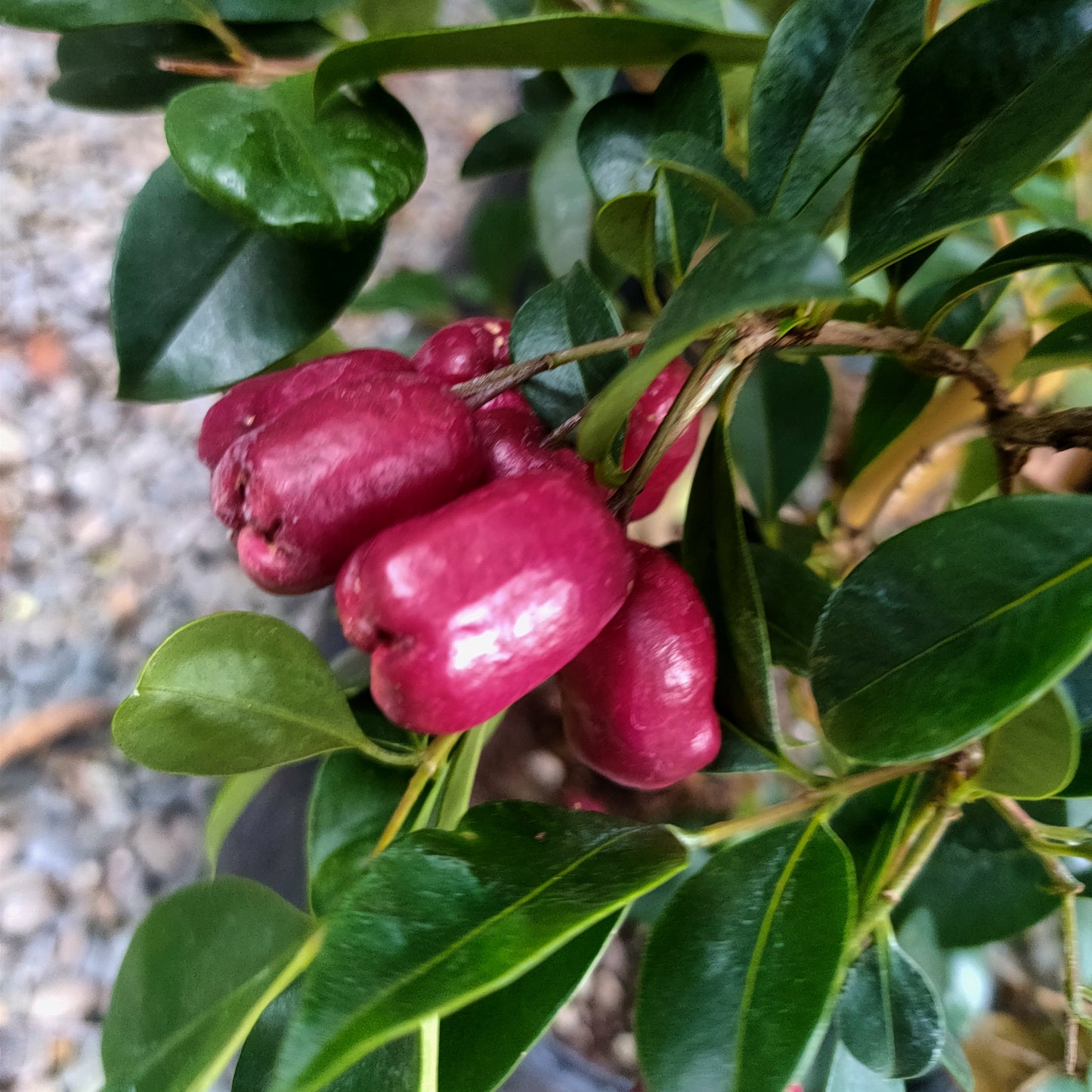 Syzygium australe 'Resilience' (Brush Cherry)