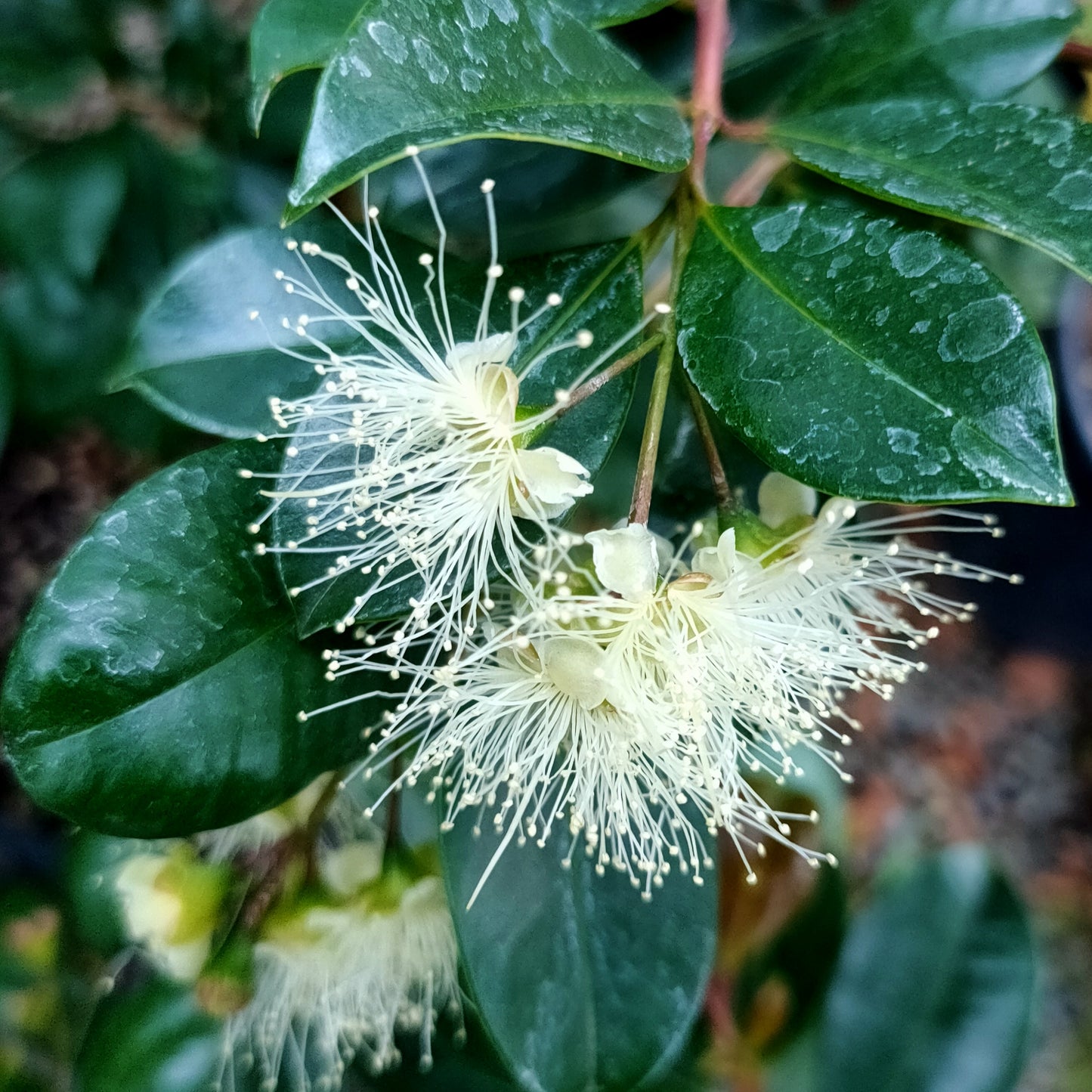 Syzygium australe 'Resilience' (Brush Cherry)