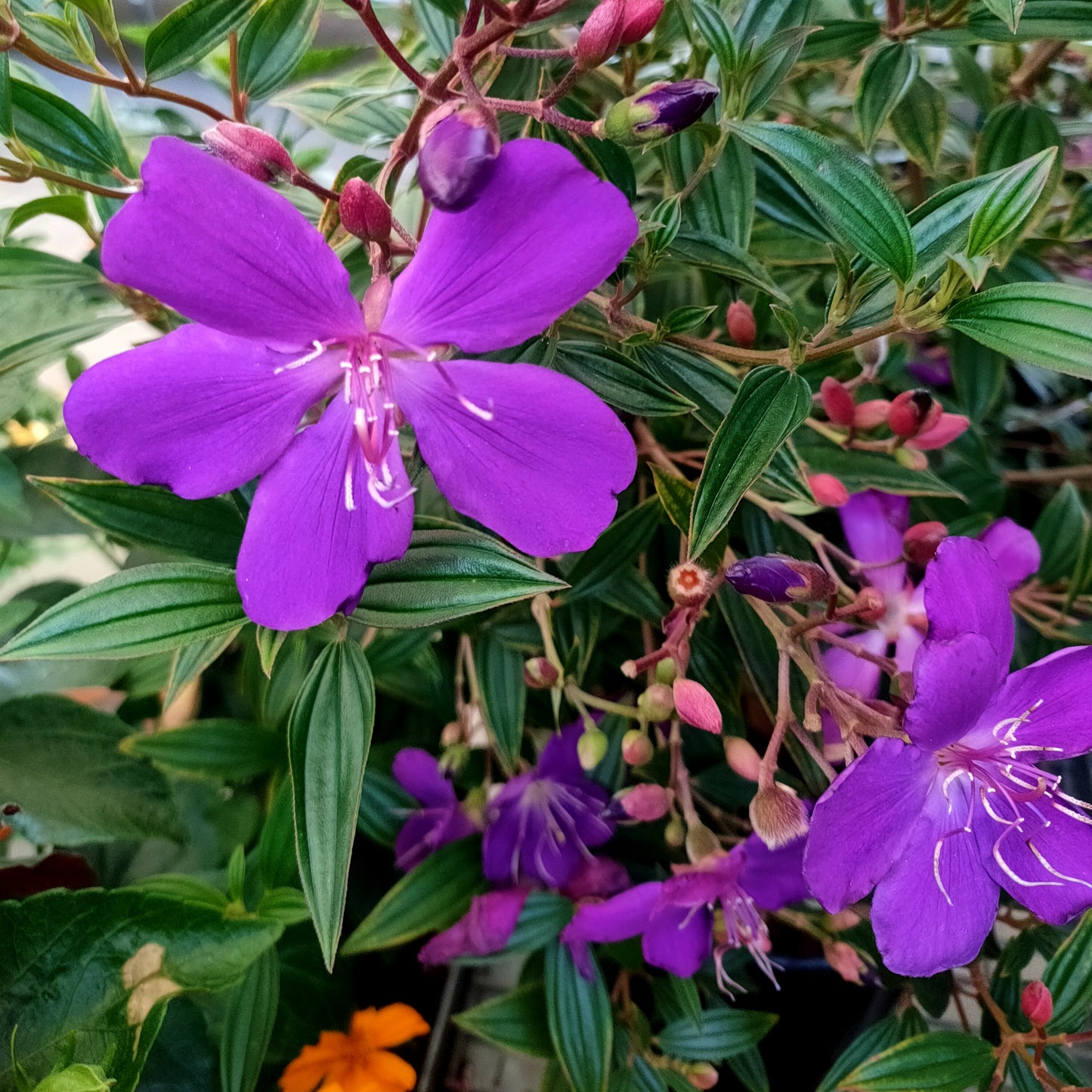 Tibouchina granulosa 'Carol Lyn'