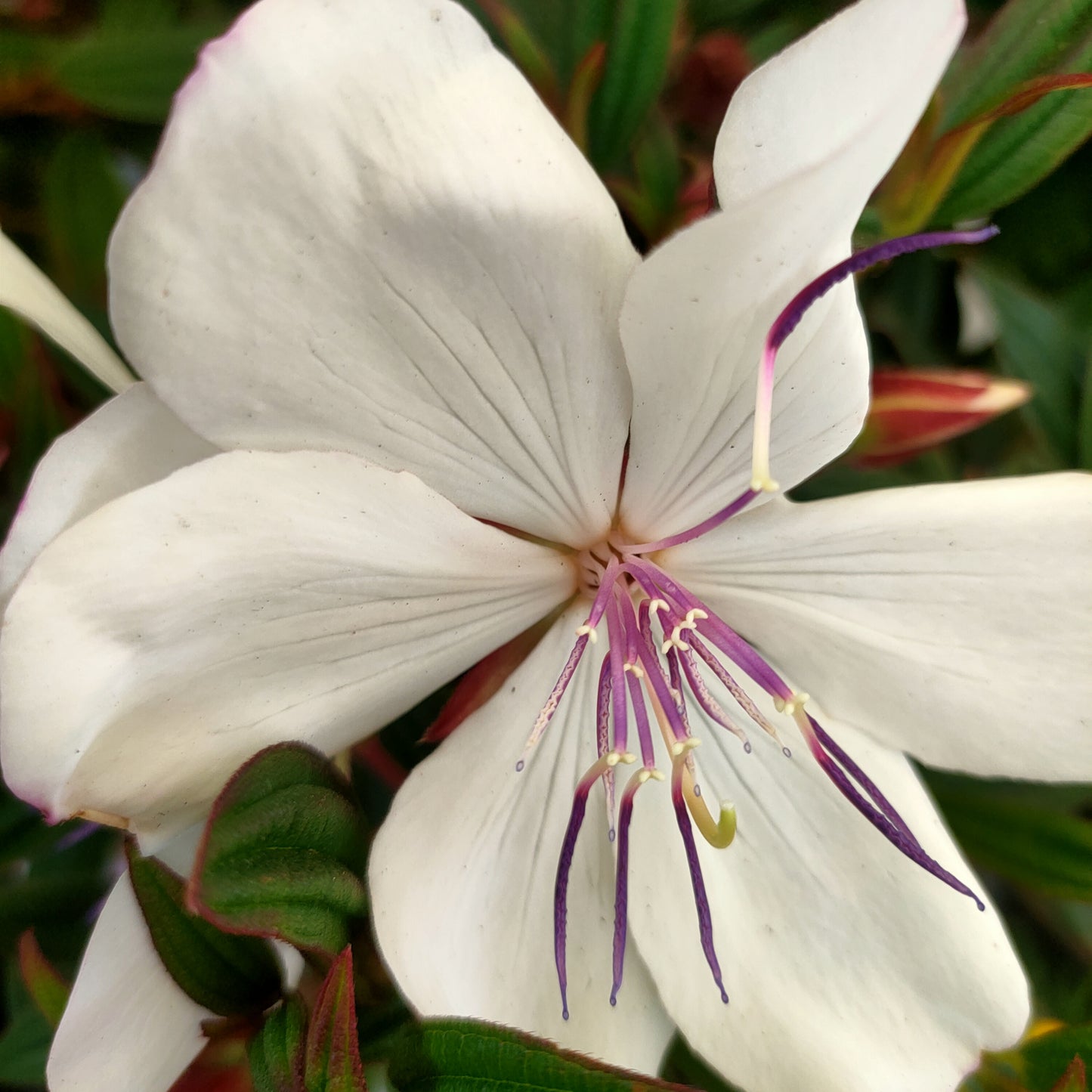 Tibouchina 'Peace Baby'