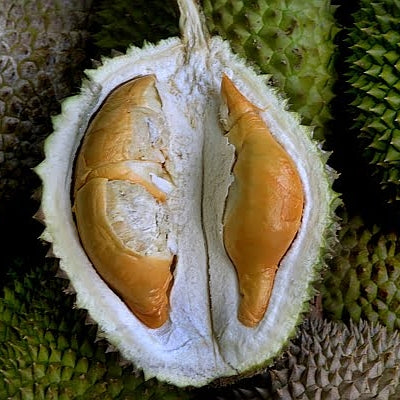 Durio zibethinus 'Musang King' (Butter Durian)