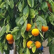 Citrus x sinensis 'Cipo' (Weeping Orange) Dwarf Pikirangi
