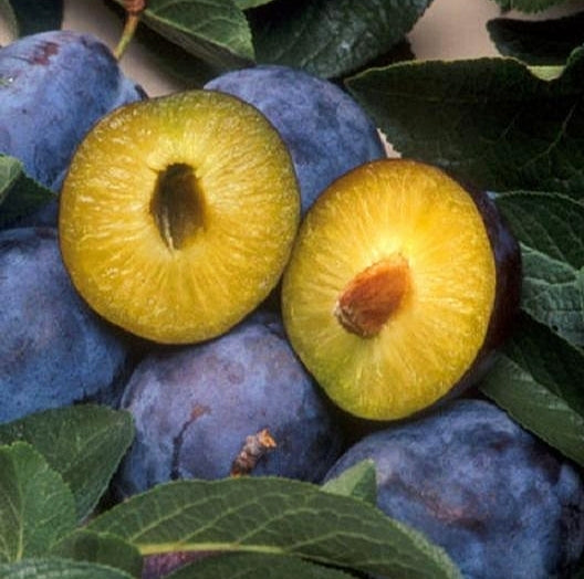 Prunus salicina 'Black Amber' (Plum) Pikirangi