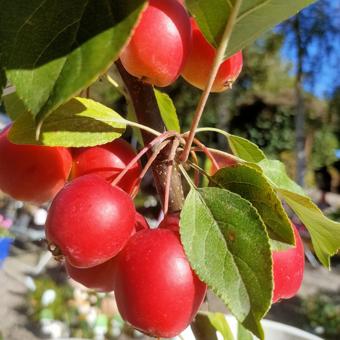Malus 'Jack Humm' (Crab Apple)