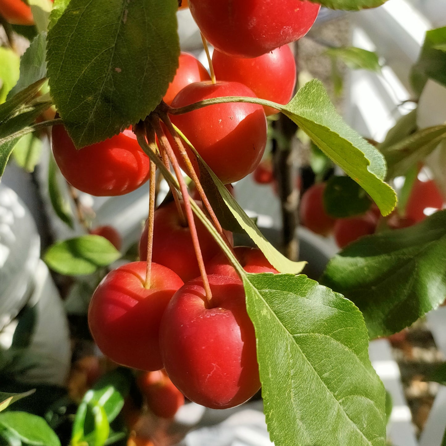 Malus 'Jack Humm' (Crab Apple) Pikirangi