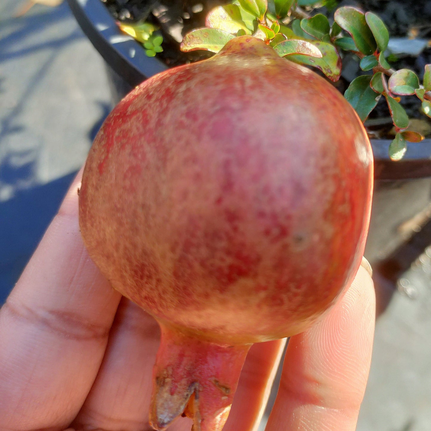 Punica granatum var. nana (Dwarf Pomegranate) Pikirangi