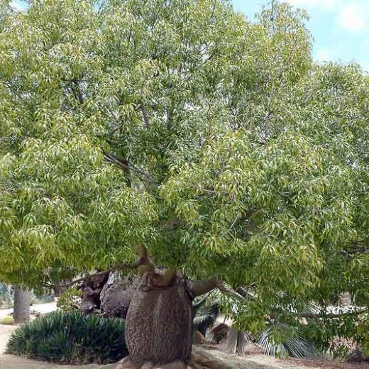 Brachychiton rupestris (Queensland Bottle Tree)