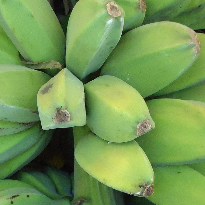 Musa 'Saba' (Saba Banana)