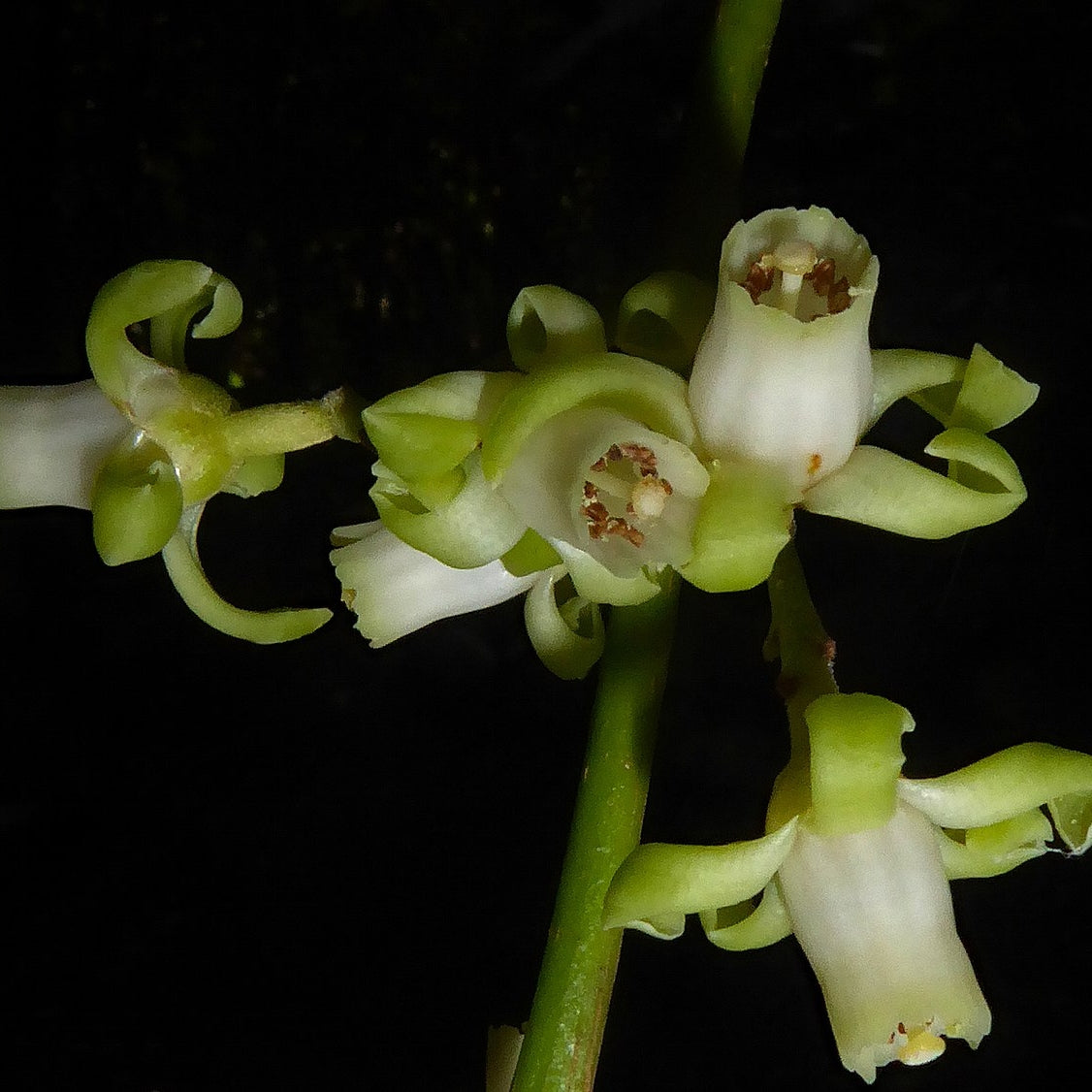 Didymocheton spectabilis (Kohekohe) Pikirangi Online Garden Centre