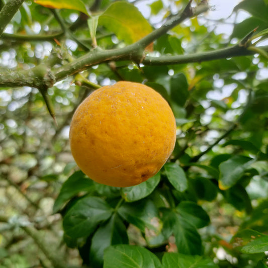 Citrus trifoliata (Japanese Bitter Orange, Karatachi)