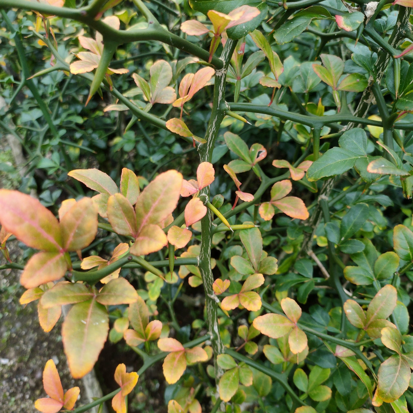 Citrus trifoliata (Japanese Bitter Orange, Karatachi)
